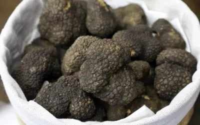 Bingöl’de Meşe Ormanlarında Trüf Mantarı Potansiyeli Araştırılacak