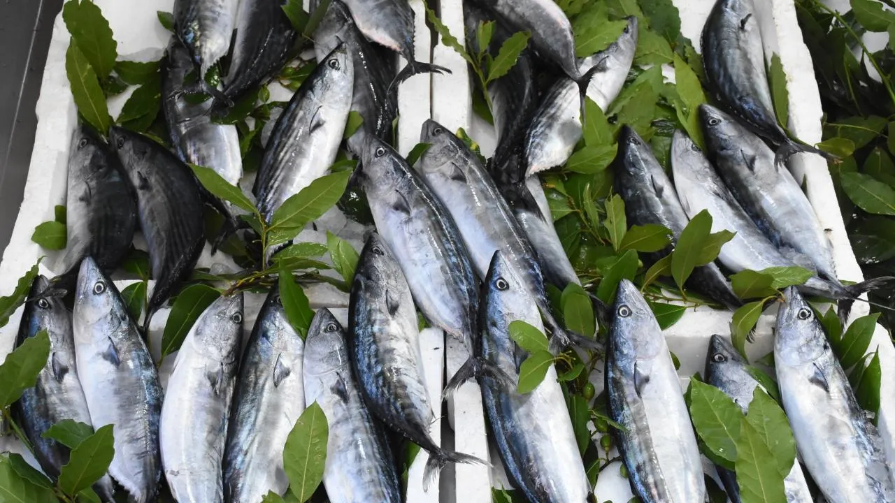 Karadeniz'de Palamut Bolluğu: Tekneler Limana Dopdolu Döndü!
