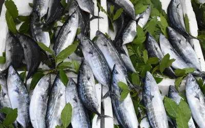 Karadeniz'de Palamut Bolluğu: Tekneler Limana Dopdolu Döndü!