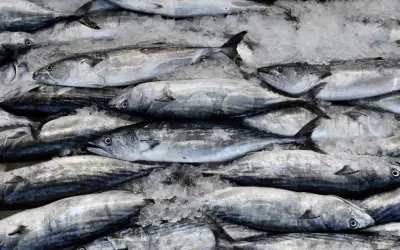 Palamut bolluğu Karadeniz'i sardı: Tezgahlar şenlendi, fiyatlar düştü!