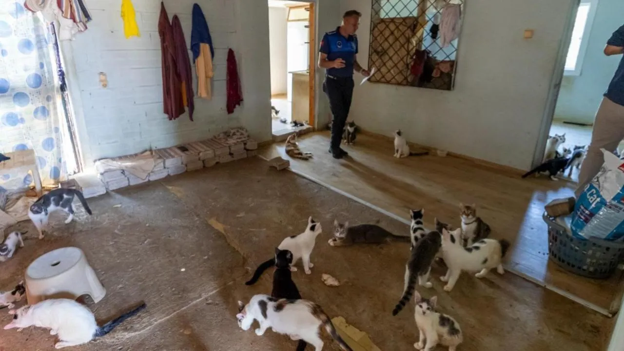 Mersin'de Kötü Kokunun Kaynağı 100 Kedi Çıktı!
