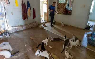 Mersin'de Kötü Kokunun Kaynağı 100 Kedi Çıktı!